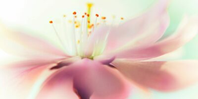 Gift_Peace_Header_5bdd7ff68d